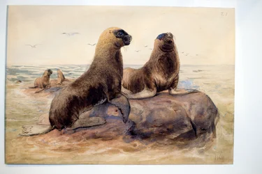 Leoni marini della Patagonia, c.1865